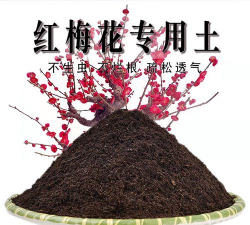 红梅养花土