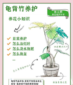 给龟背竹怎么施肥