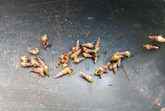 家庭养花用生根粉