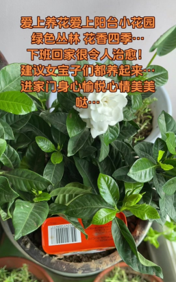 家庭养花用生根粉