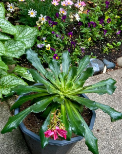 家庭养花用生根粉