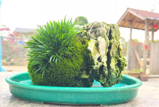 金钱蒲怎么种石头上