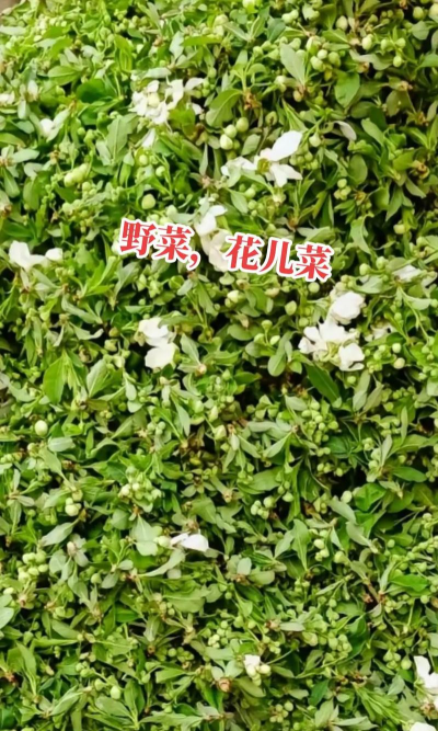 花趣菜长什么样
