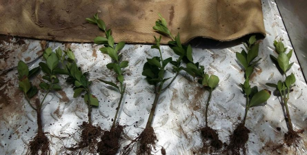 家庭养花用生根粉