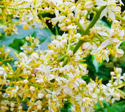 黄皮的花像什么名字