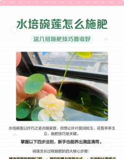 碗莲水培需要什么肥料