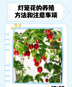 冬季灯笼花怎么养殖