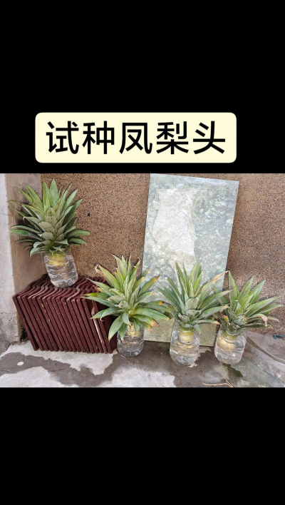 凤梨头养花