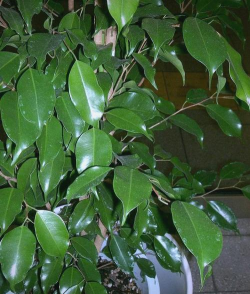 小叶榕春季长什么样