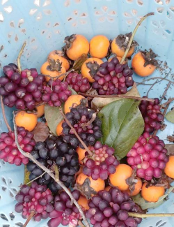 仙客来的果实长什么样 仙客来的果实长什么样