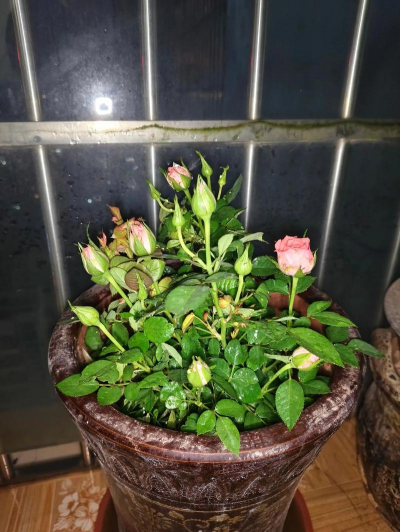 家庭养花用生根粉