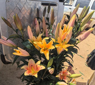 家庭养花用生根粉