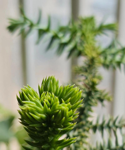 澳洲杉开花是什么样子