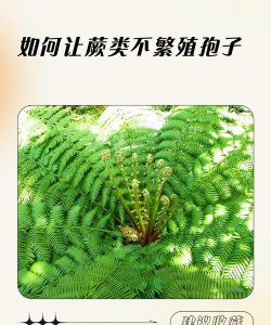 没有孢子的蕨怎么繁殖
