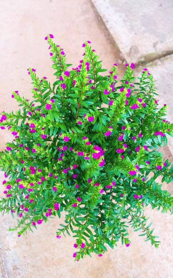 家庭养花用生根粉