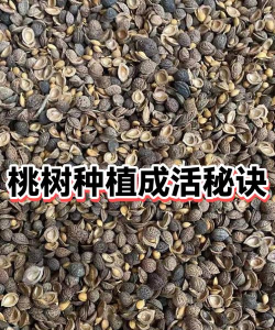 现在种桃树能活吗如何种