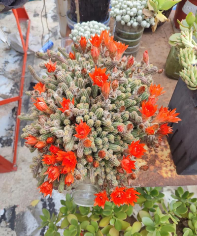 家庭养花用生根粉