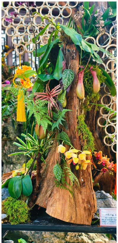 家庭养花用生根粉