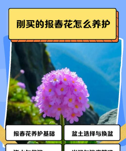 刚买回的报春花如何养护
