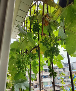 阳台种什么葡萄