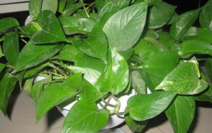 绿萝为什么叫魔鬼藤