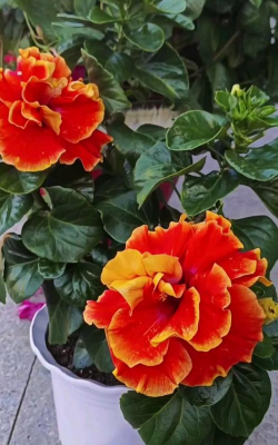 夏秋季节什么花好养