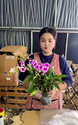 家庭养花用生根粉