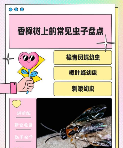 香樟树为什么每年生虫