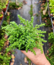 冷水花为什么叫冷水花