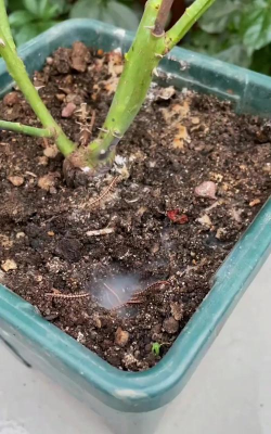 家庭养花用生根粉