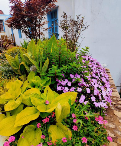 家庭养花用生根粉