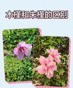 木槿和木槿有什么区别