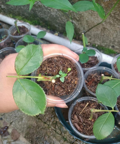 家庭养花用生根粉