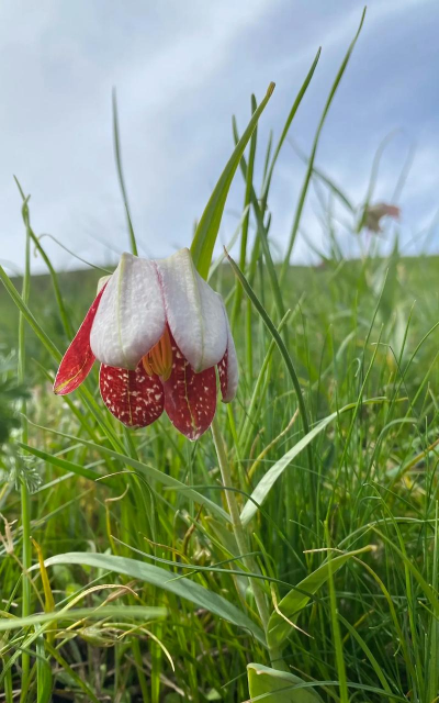 贝母花有什么用