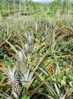 菠萝是植物的什么