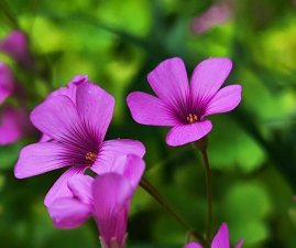 紫色五瓣小花是什么花