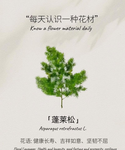 蓬莱松花语是什么意思