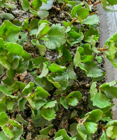 家庭养花用生根粉