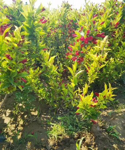 红王子锦带栽培技术