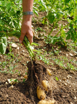 家庭养花用生根粉