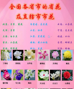中国所有的花叫什么名