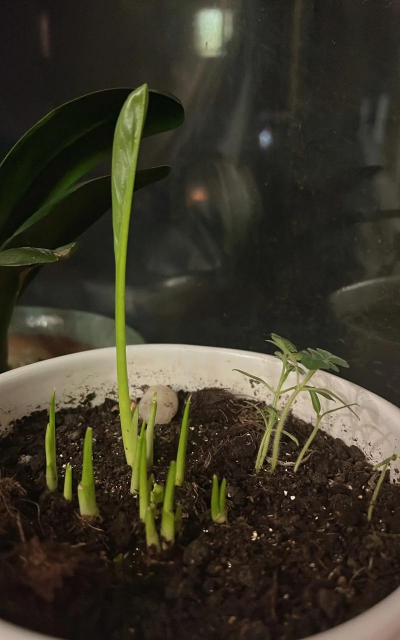 家庭养花用生根粉