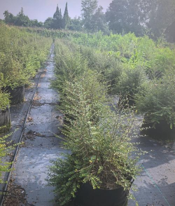 亮丽忍冬管理与扦插繁殖