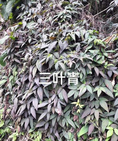 三叶青开什么花