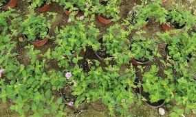 家庭养花用生根粉