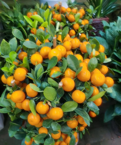 金桔样的果实是什么