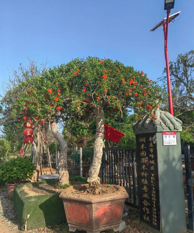 家庭养花用生根粉