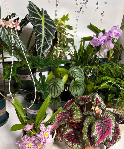 家庭养花用生根粉