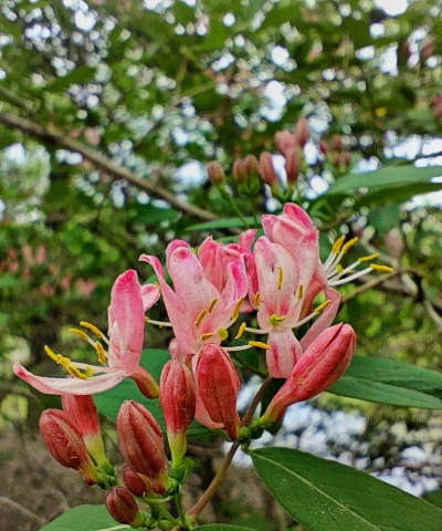 长白忍冬的花什么样