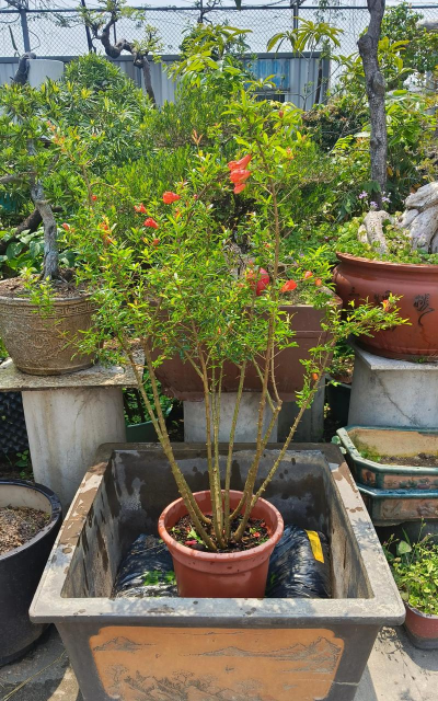 家庭养花用生根粉